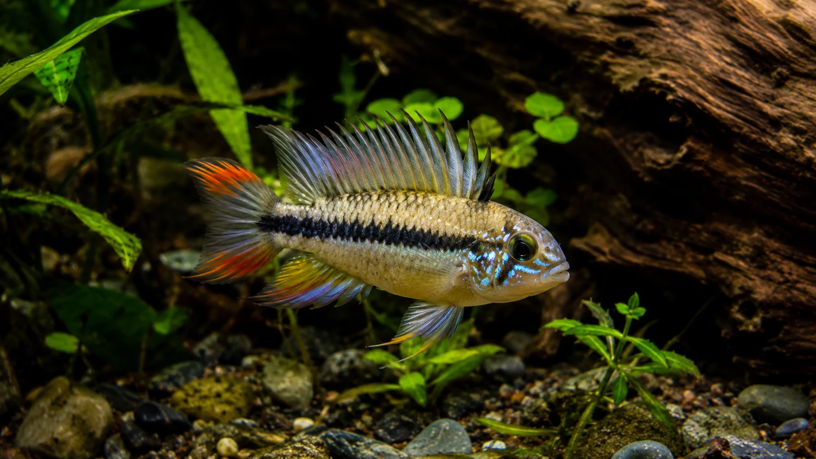 Apistogramma kakadu