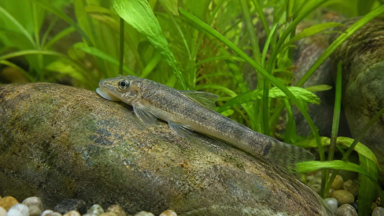 Garra rufa