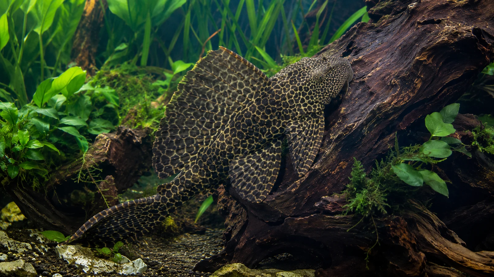 Krunýřovec leopardí