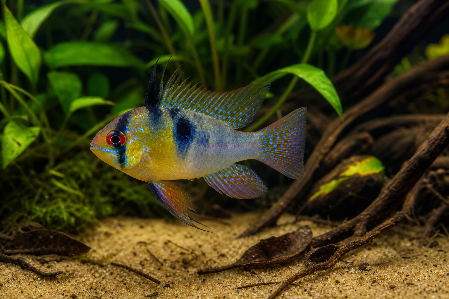 Ramirezka