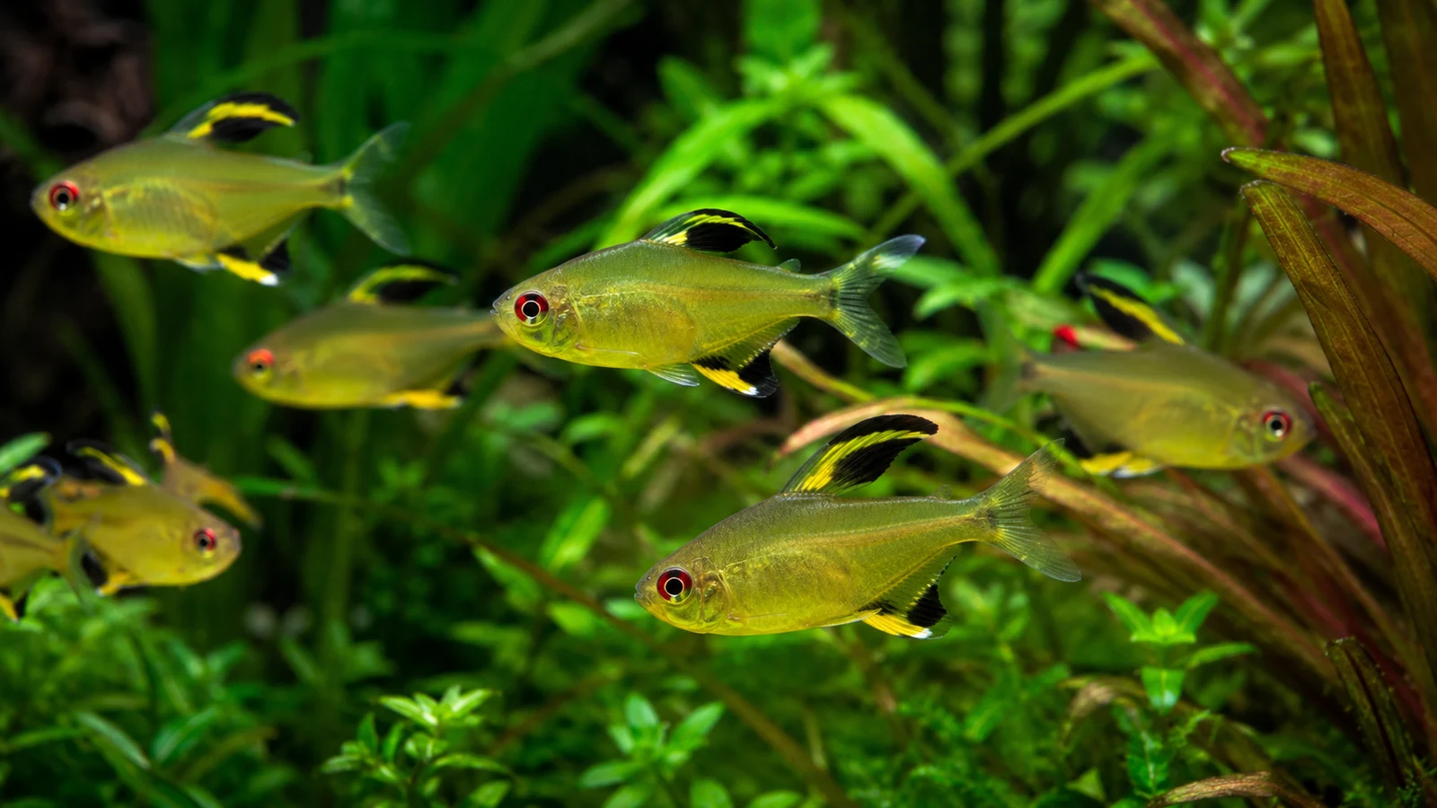 Tetra citronová