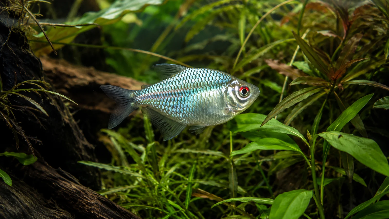 Tetra diamantová