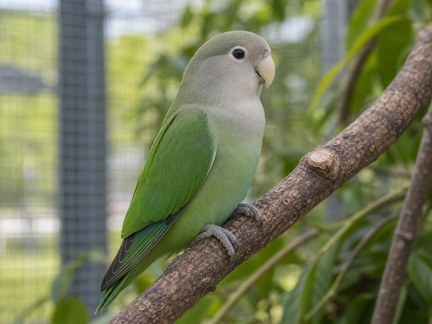 Agapornis šedohlavý