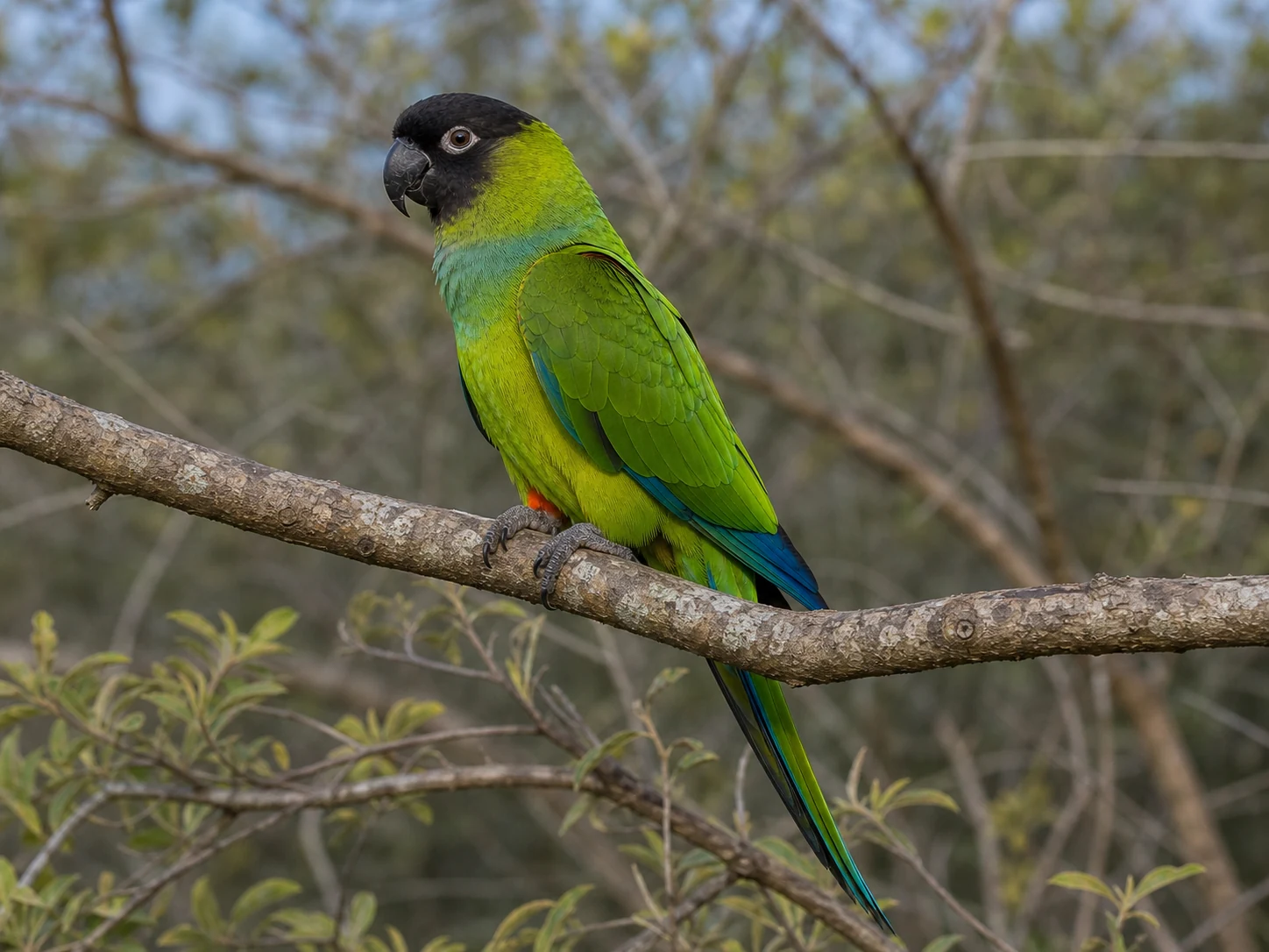 Aratinga nandaj