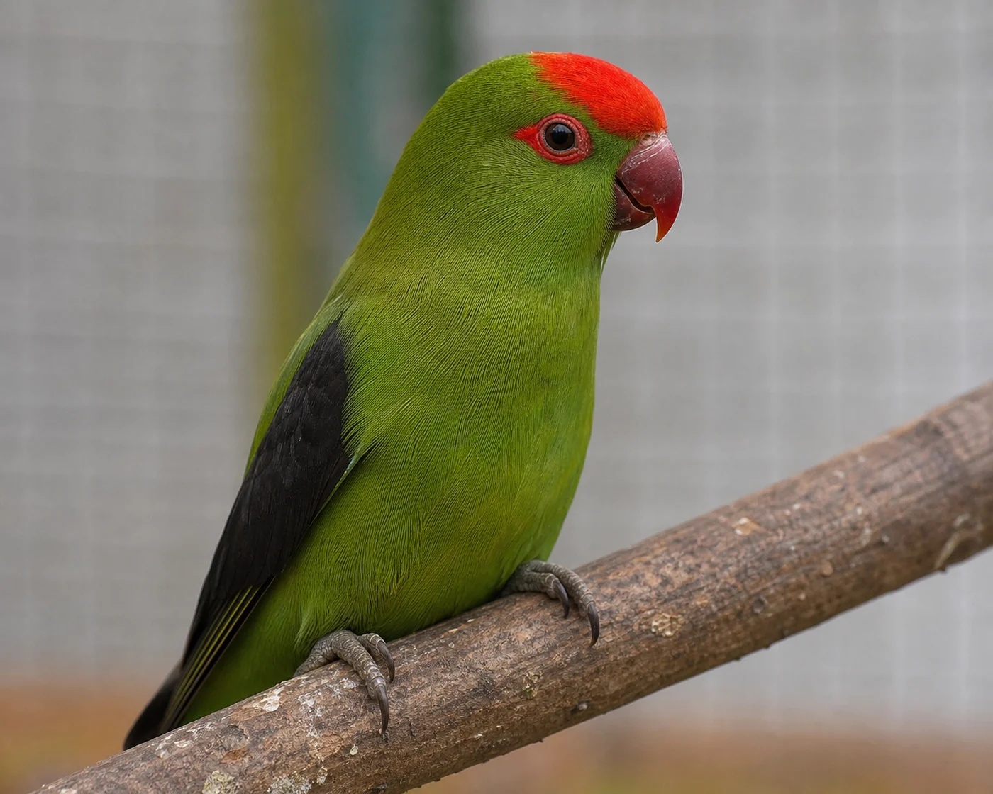 Agapornis etiopský