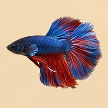 Ryby