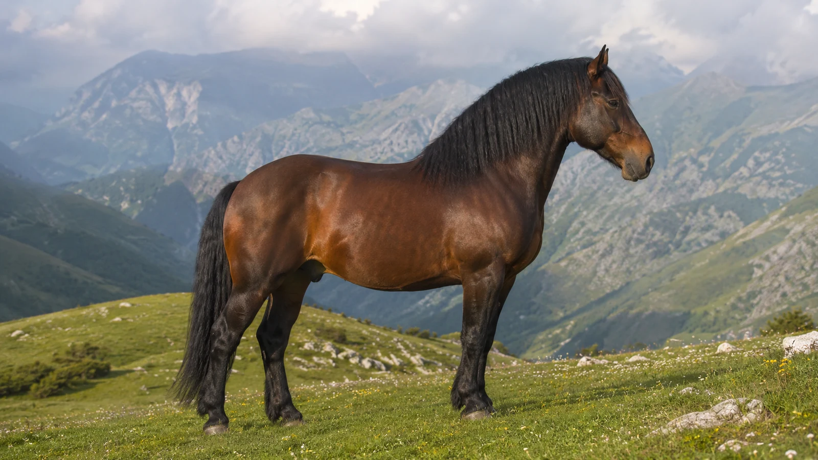 Bardigiano