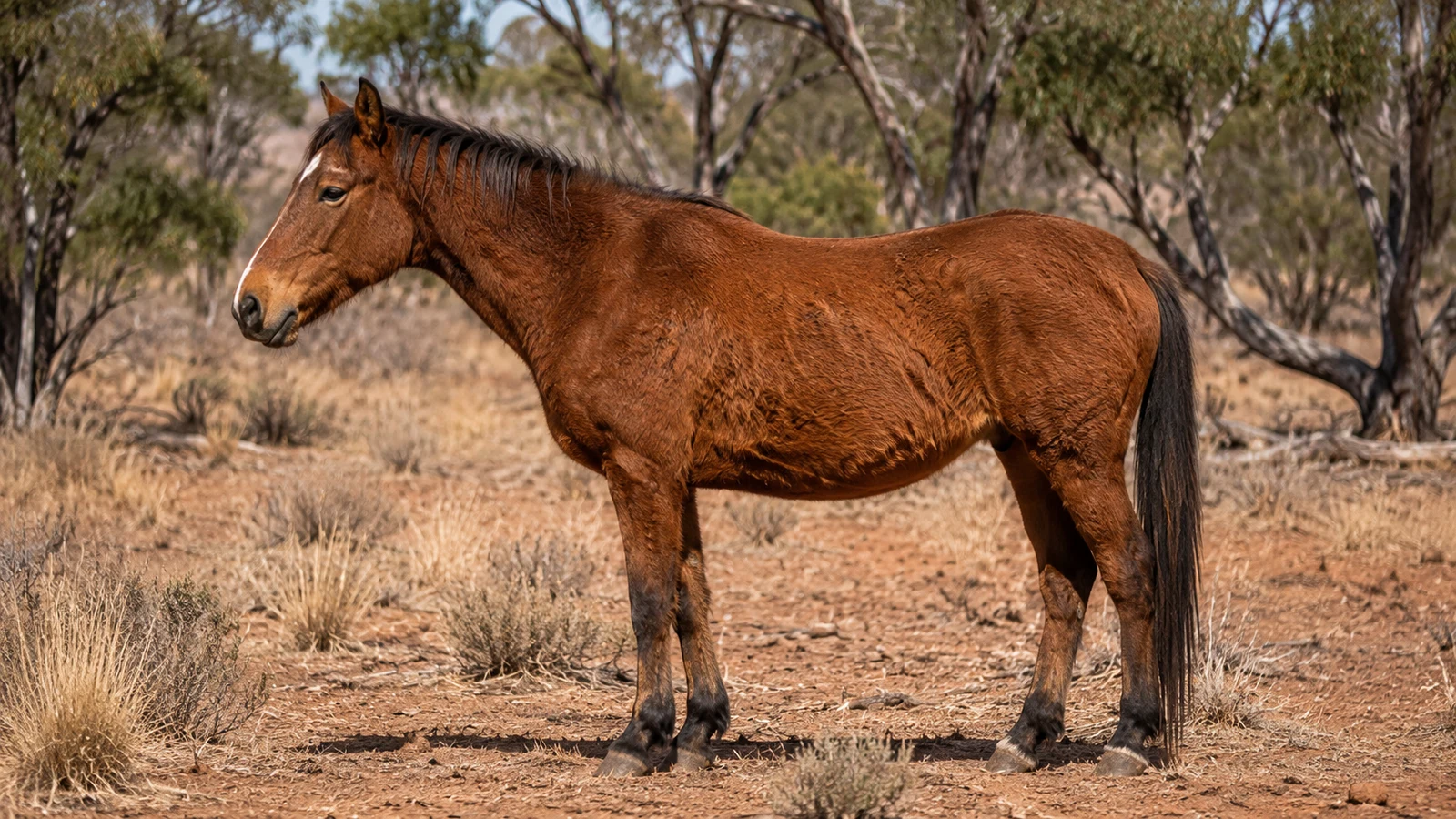 Brumby