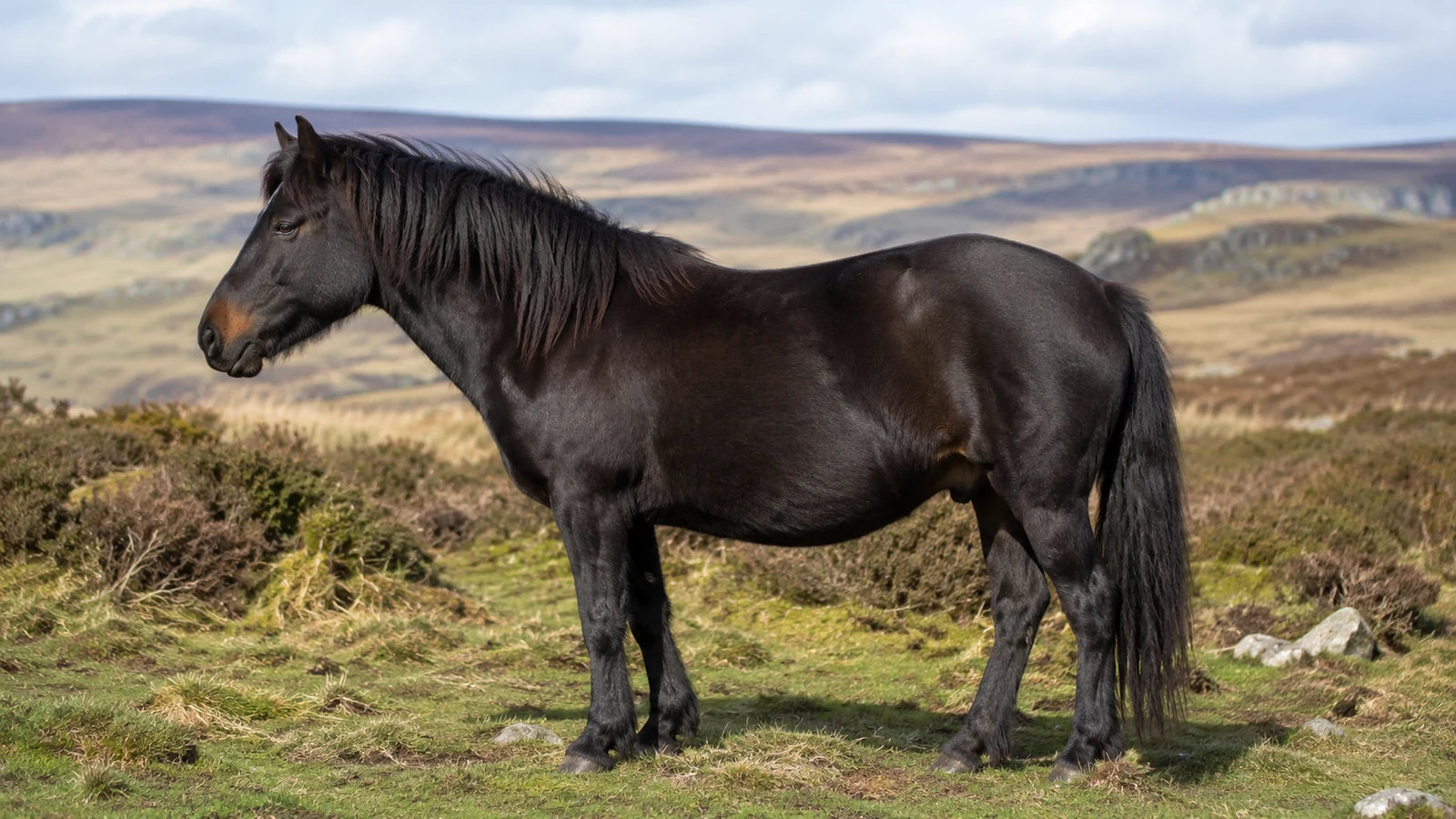 Dartmoor pony