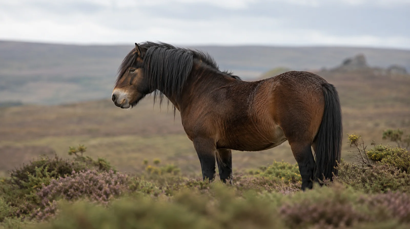 Exmoor pony