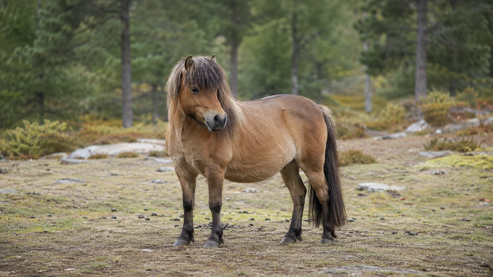 Gotlandský poník