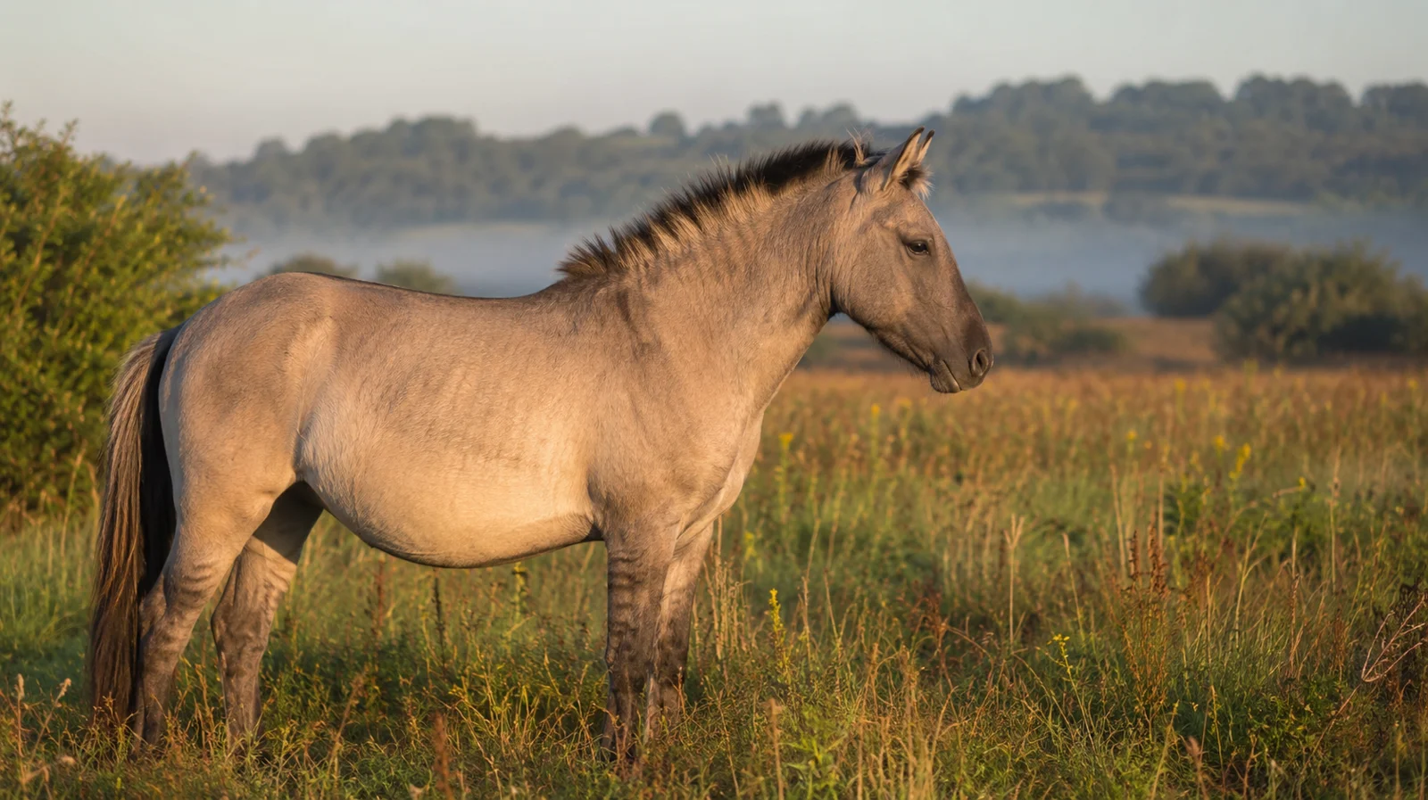 Konik polski