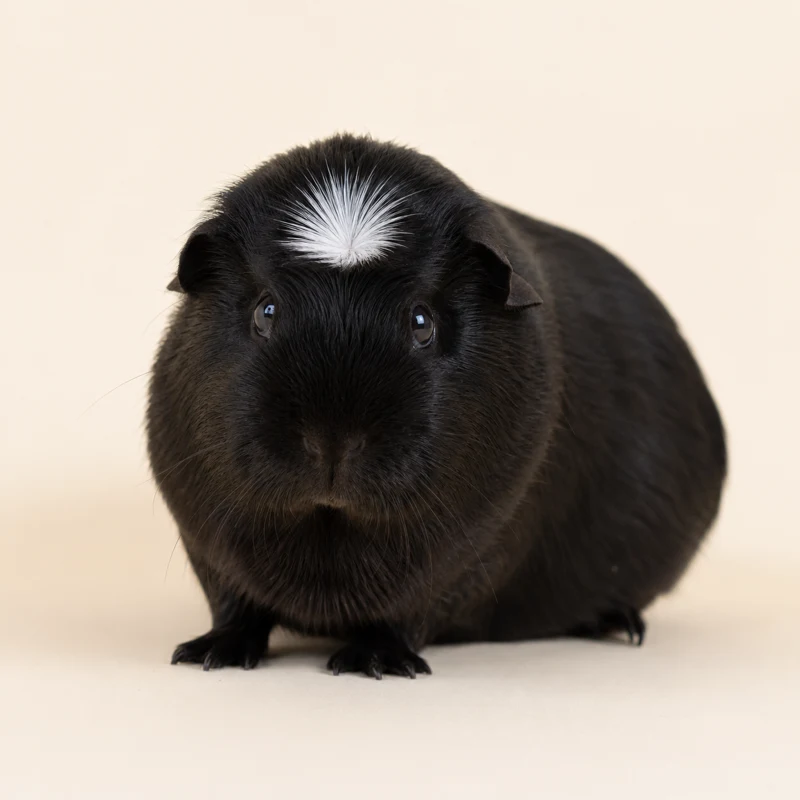 Morče americké crested