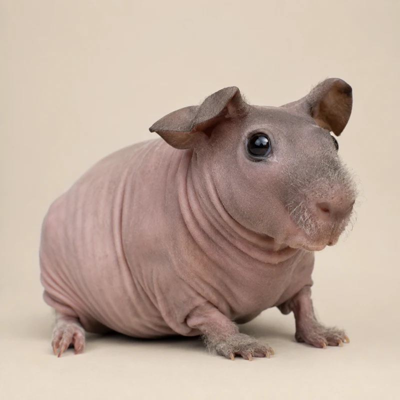 Morče skinny