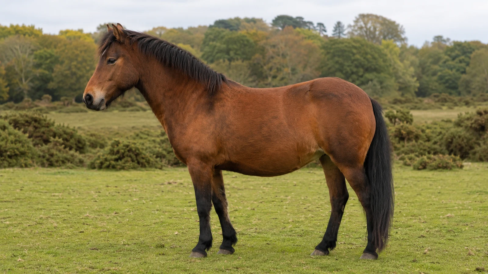 New Forest pony