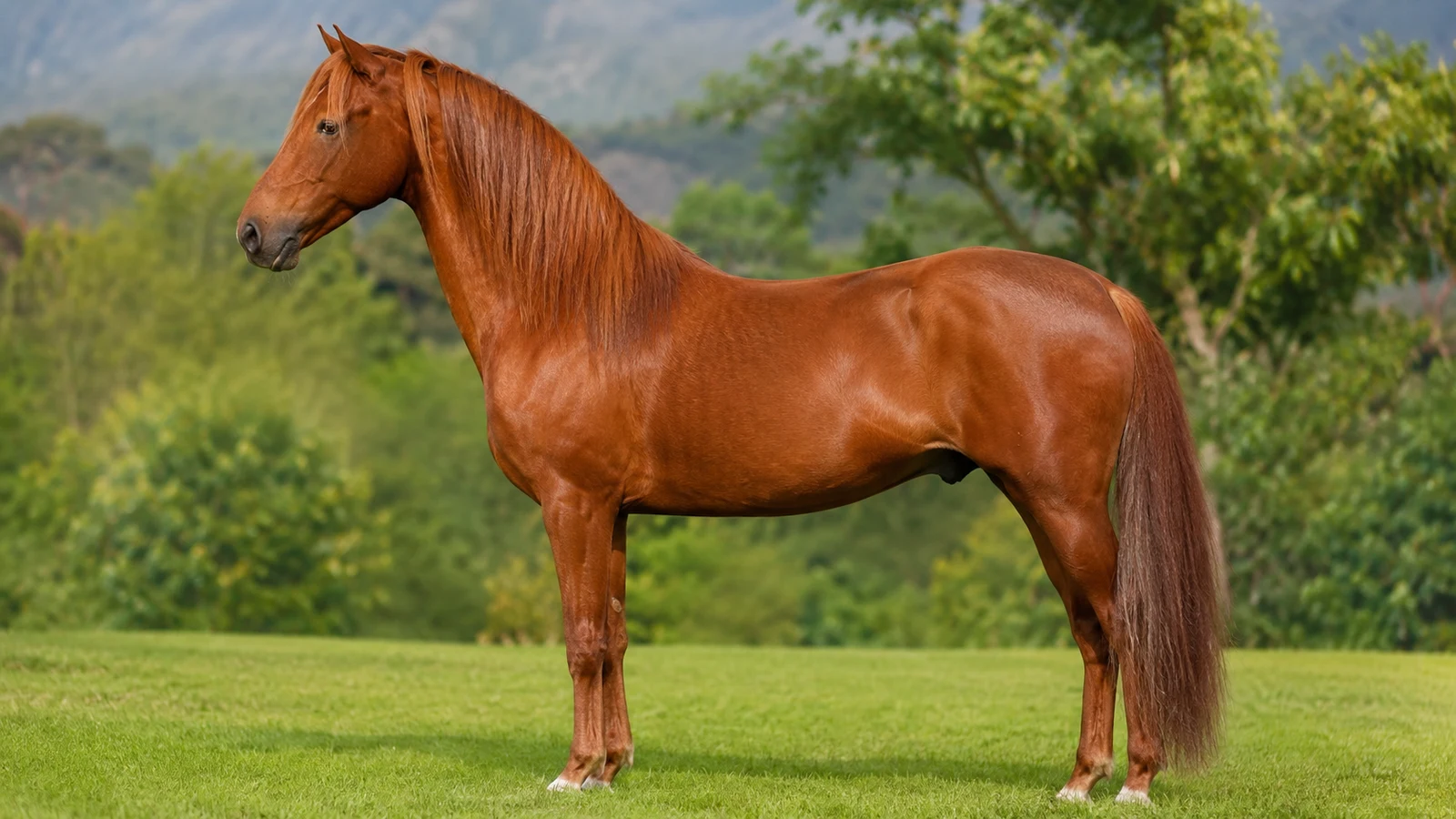 Paso Peruánský