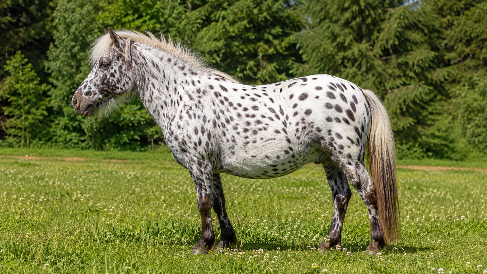Pony of the Americas