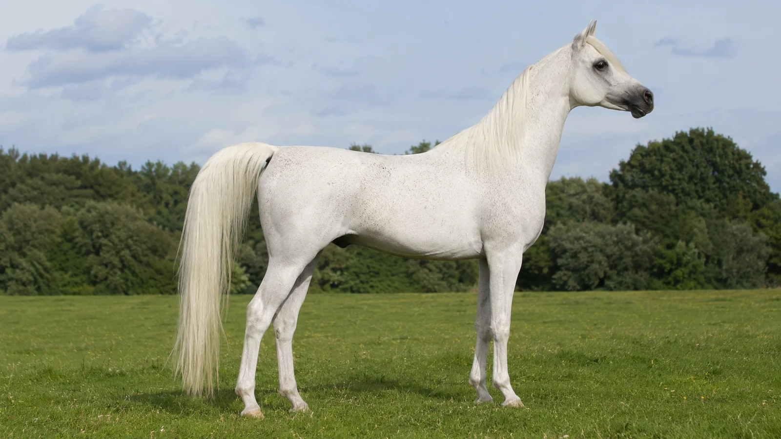 Shagya arab