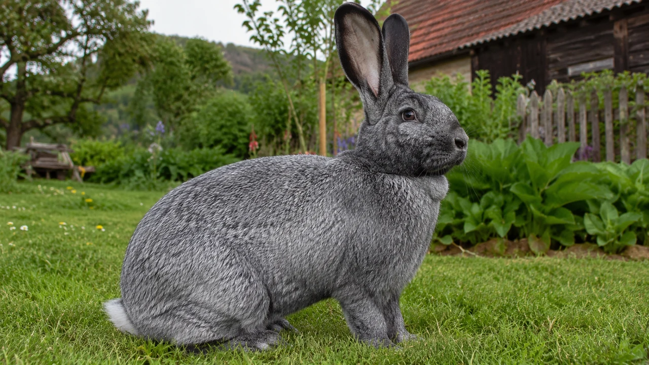 Velký světlý stříbřitý