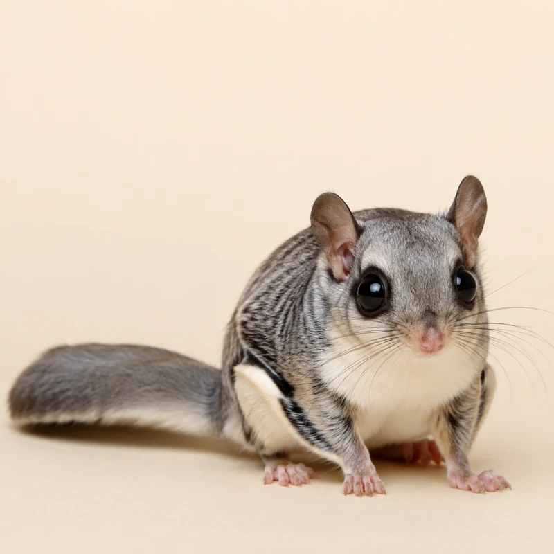 Veverka poletucha