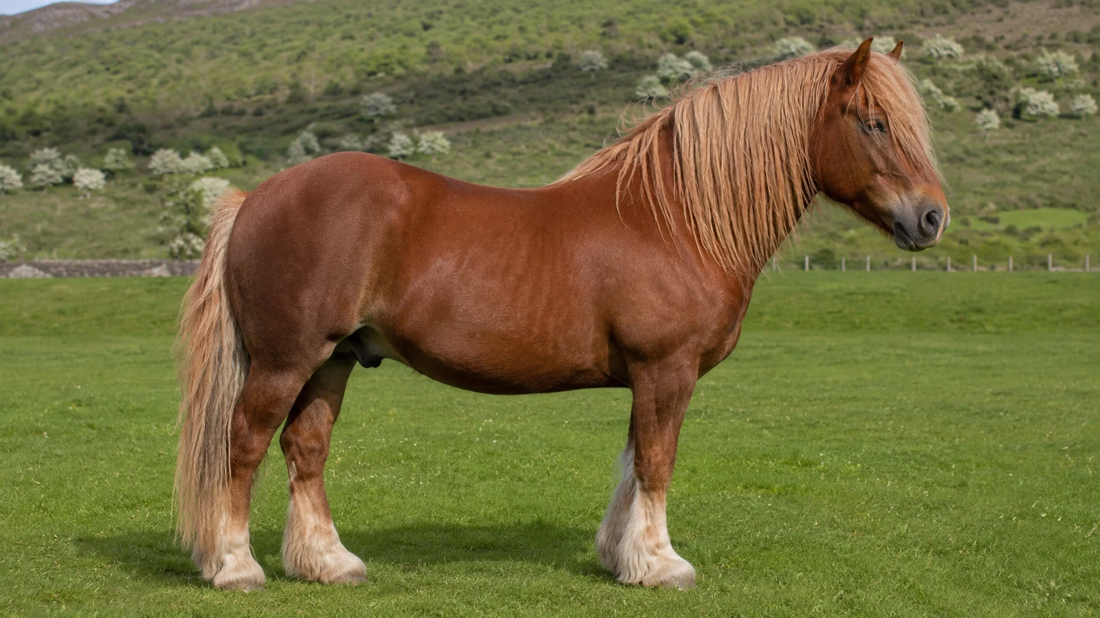 Welsh cob