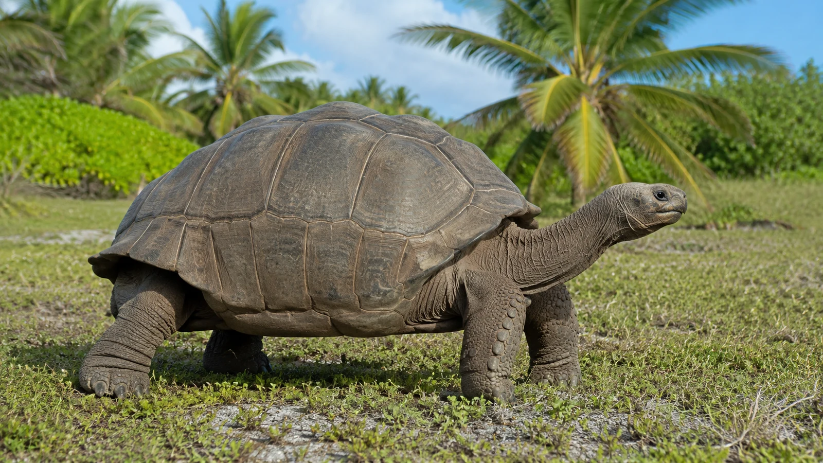 Želva obrovská (aldabra)
