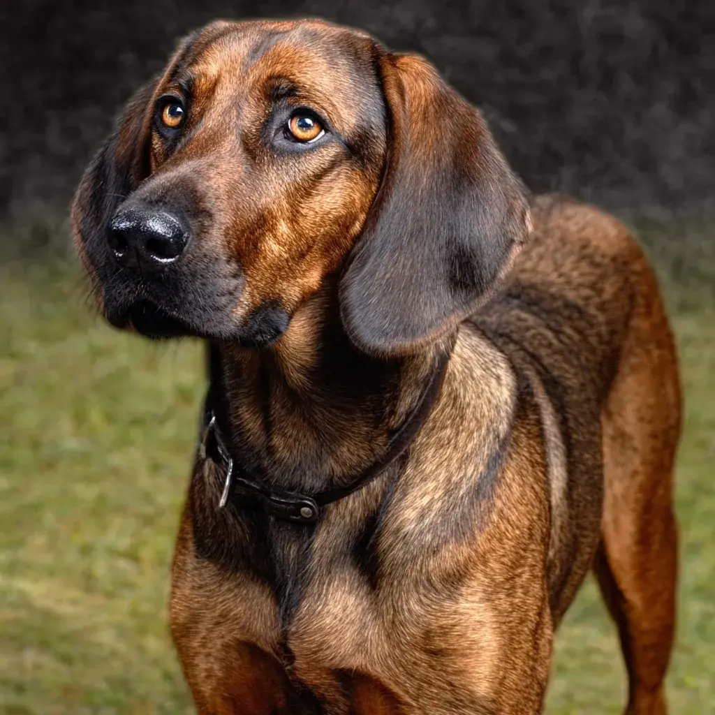 Hannoverský barvář