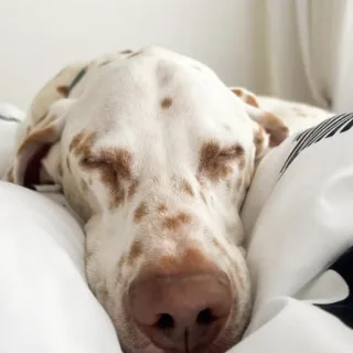 Buddy
