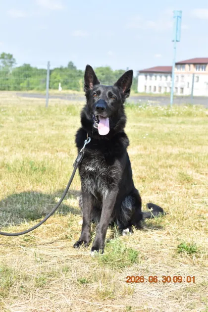 Blacky