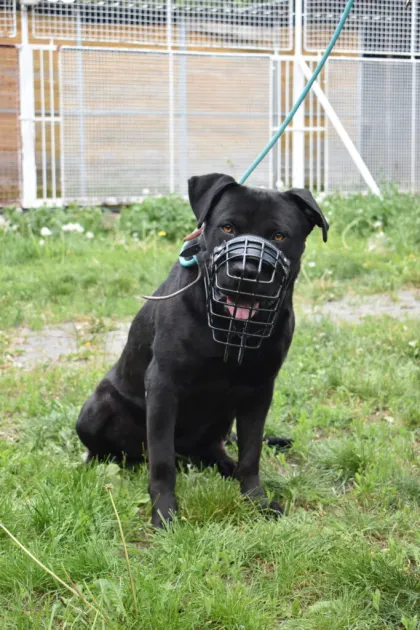Brutus