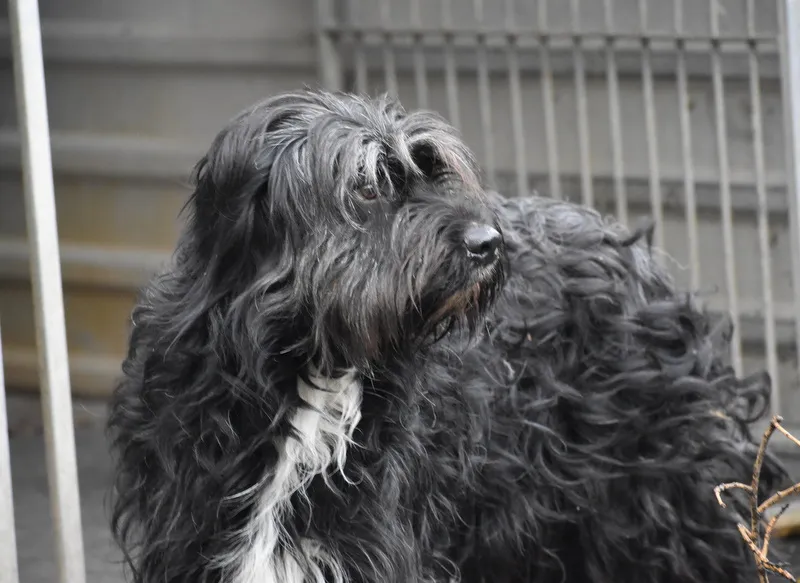 Yuki