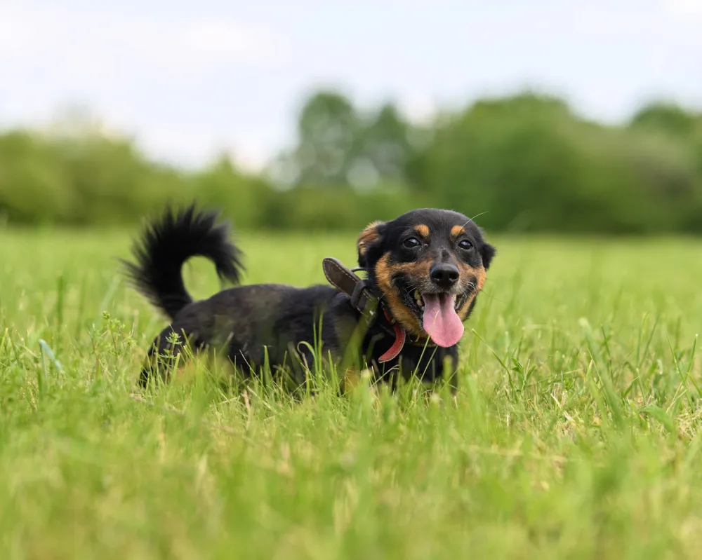 Zak
