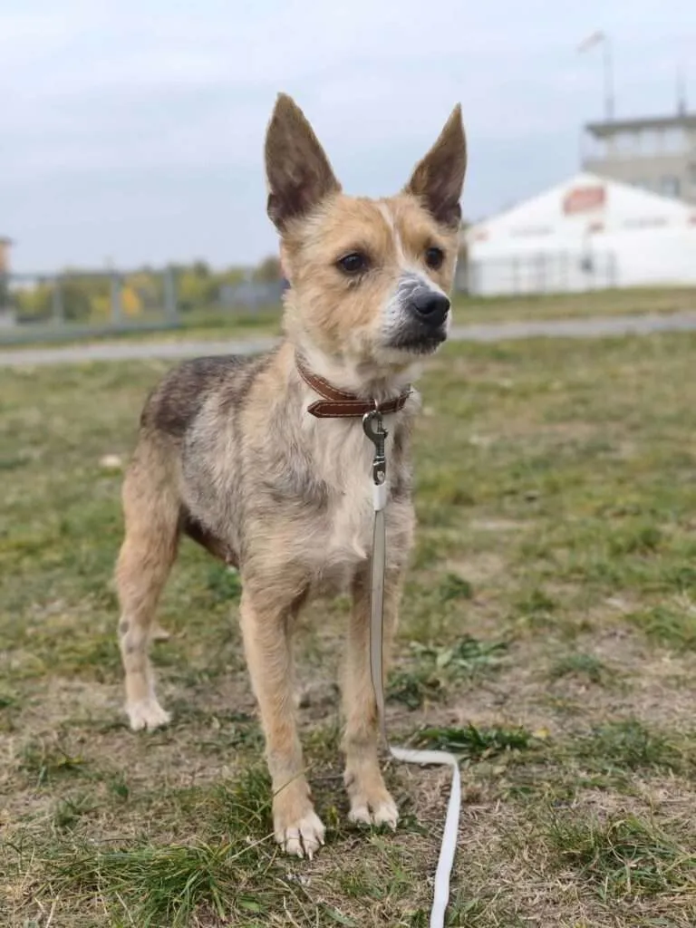 Bonnie