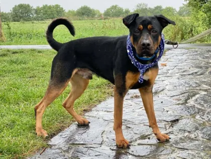 Diablo