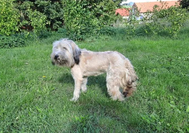 Alfík