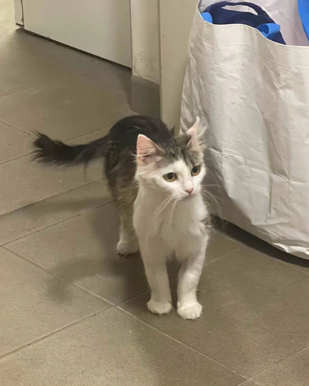 Mia