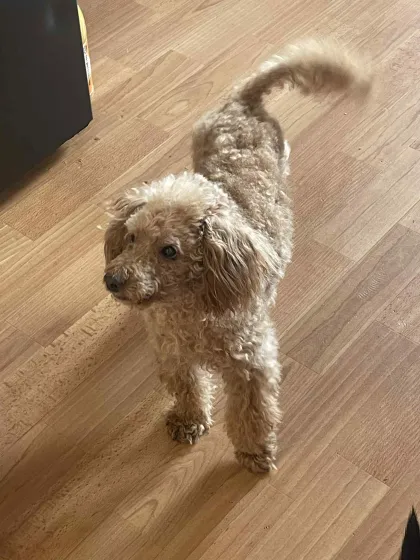 Beník