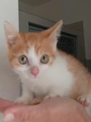 Oskar