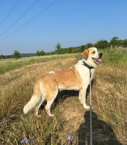 Fenka – nález Zbuzany