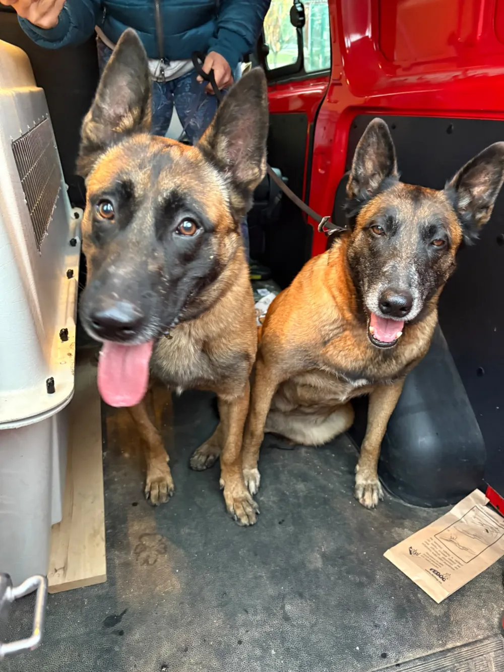 Nalezenci 2 belgičtí ovčáci – malinois