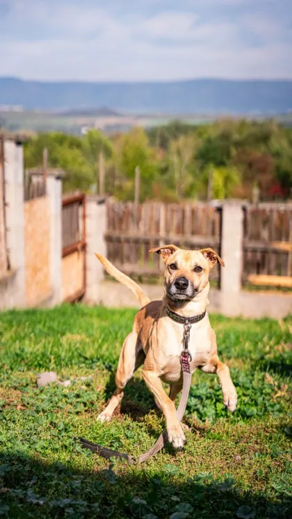 Teodor