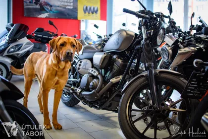 Harley