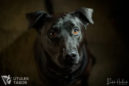 Coal