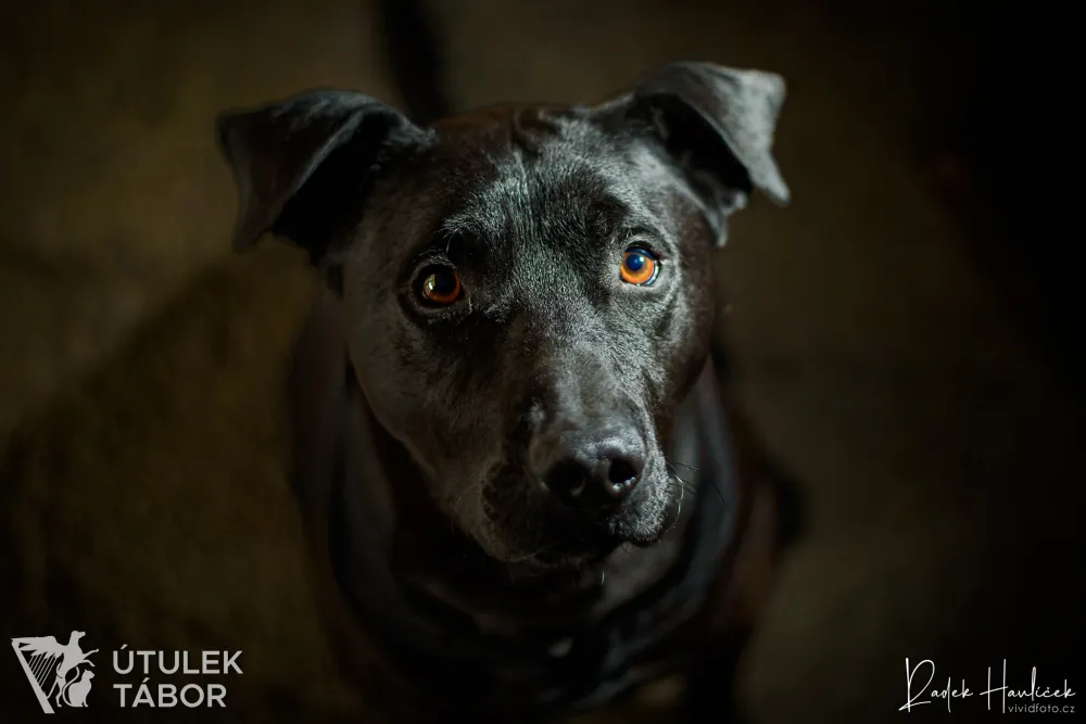 Coal