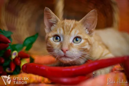 Chilli
