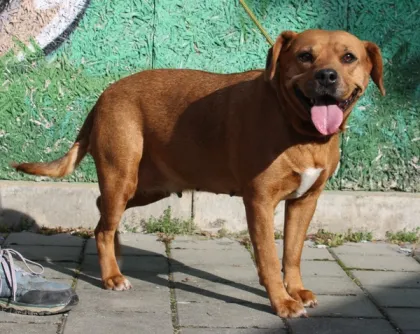 Fena – kříženec