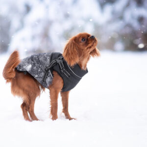 Vsepropejska Adon zimní bunda pro psa s postrojem Barva: Černá, Délka zad (cm): 30 – 32, Obvod hrudníku: 34 – 46 cm