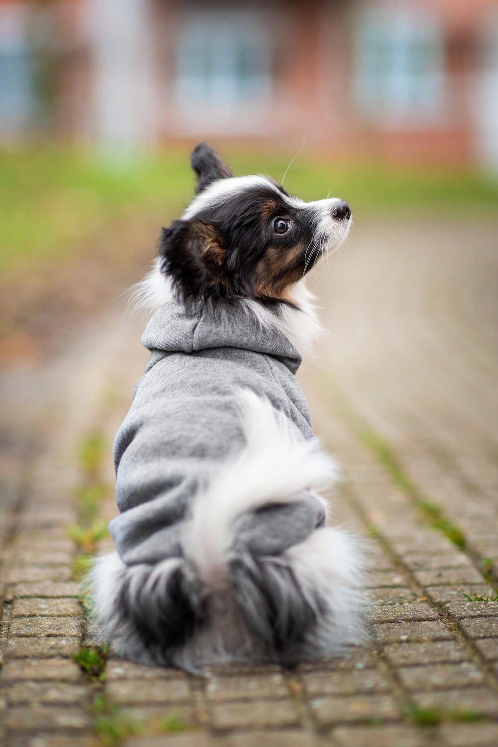 Vsepropejska Zupo mikina pro psa Barva: Šedá, Délka zad (cm): 31, Obvod hrudníku: 47 - 53 cm Vsepropejska Zupo mikina pro psa Barva: Šedá, Délka zad (cm): 31, Obvod hrudníku: 47 - 53 cm