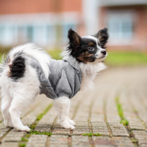 Vsepropejska Zupo mikina pro psa Barva: Šedá, Délka zad (cm): 24, Obvod hrudníku: 37 – 43 cm