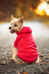 Vsepropejska Zigi červená mikina pro psa Barva: Červená, Délka zad (cm): 53, Obvod hrudníku: 68 - 74 cm